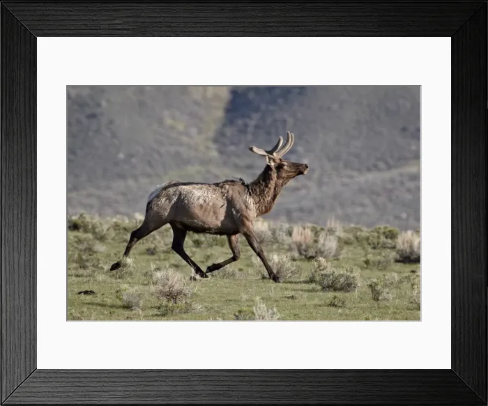 Framed Print : Bull elk (Cervus canadensis) in velvet running, Yellowstone National Park, Wyoming, United States of America, North America Framed Print : Bull elk (Cervus canadensis) in velvet running, Yellowstone National Park, Wyoming, United States of America, North America