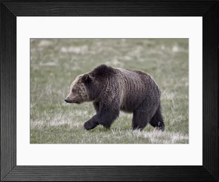 Framed Print : Grizzly Bear (Ursus arctos horribilis) walking, Yellowstone National Park, Wyoming, United States of America, North America Framed Print : Grizzly Bear (Ursus arctos horribilis) walking, Yellowstone National Park, Wyoming, United States of America, North America