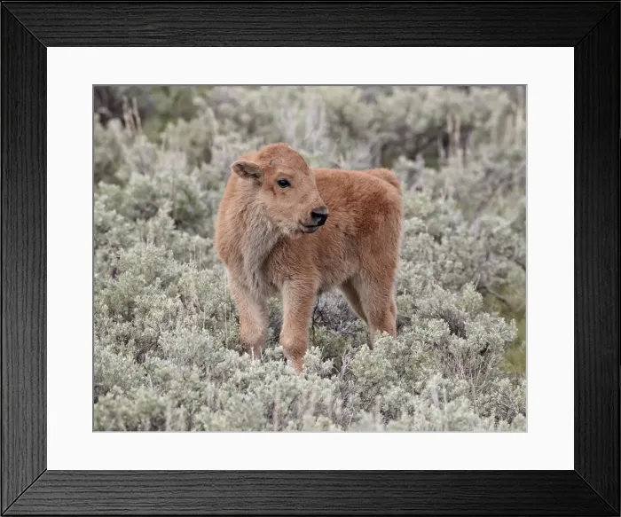 Framed Print : Bison (Bison bison) calf, Yellowstone National Park, Wyoming, United States of America, North America Framed Print : Bison (Bison bison) calf, Yellowstone National Park, Wyoming, United States of America, North America