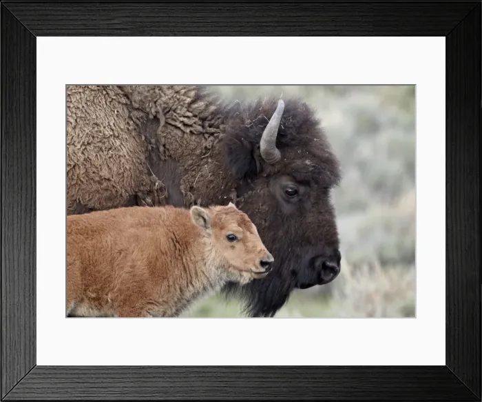 Framed Print : Bison (Bison bison) calf in front of its mother, Yellowstone National Park, Wyoming, United States of America, North America Framed Print : Bison (Bison bison) calf in front of its mother, Yellowstone National Park, Wyoming, United States of America, North America
