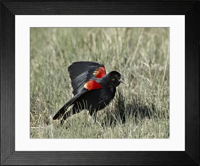 Framed Print : Male red-winged blackbird (Agelaius phoeniceus) displaying, Pawnee National Grassland, Colorado, United States of America, North America Framed Print : Male red-winged blackbird (Agelaius phoeniceus) displaying, Pawnee National Grassland, Colorado, United States of America, North America
