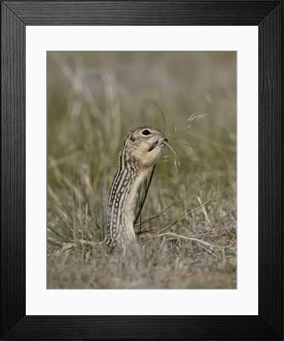Framed Print : Thirteen-lined ground Squirrel (Citellus tridecemlineatus) feeding, Pawnee National Grassland, Colorado, United States of America, North America Framed Print : Thirteen-lined ground Squirrel (Citellus tridecemlineatus) feeding, Pawnee National Grassland, Colorado, United States of America, North America
