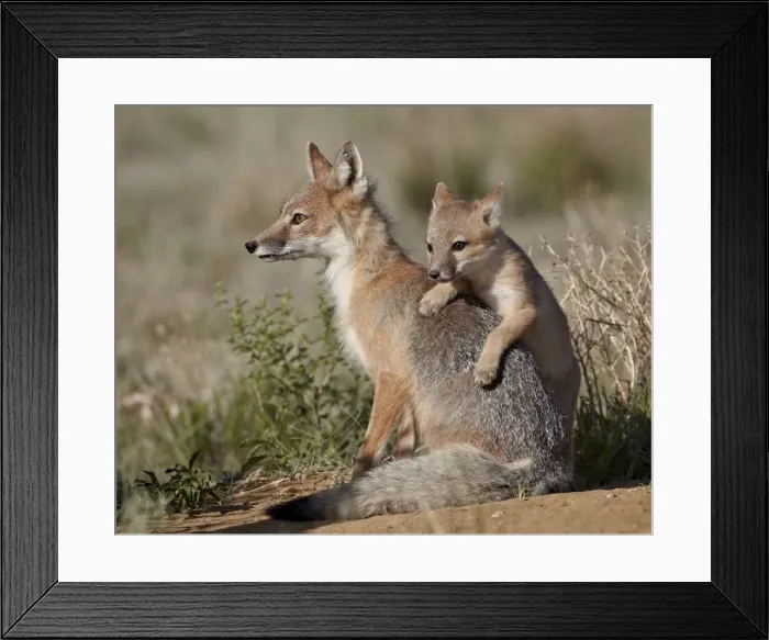 Framed Print : Swift fox (Vulpes velox) kit climbing on the vixen, Pawnee National Grassland, Colorado, United States of America, North America Framed Print : Swift fox (Vulpes velox) kit climbing on the vixen, Pawnee National Grassland, Colorado, United States of America, North America