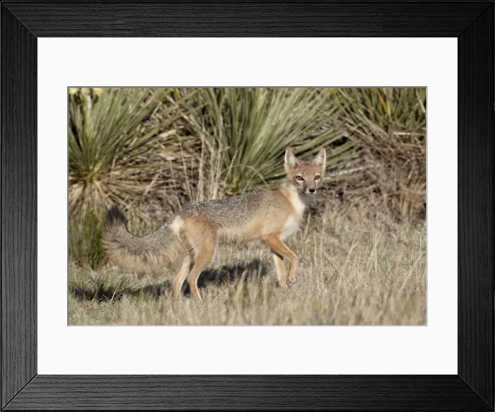 Framed Print : Swift fox (Vulpes velox) vixen heading out to hunt, Pawnee National Grassland, Colorado, United States of America, North America Framed Print : Swift fox (Vulpes velox) vixen heading out to hunt, Pawnee National Grassland, Colorado, United States of America, North America