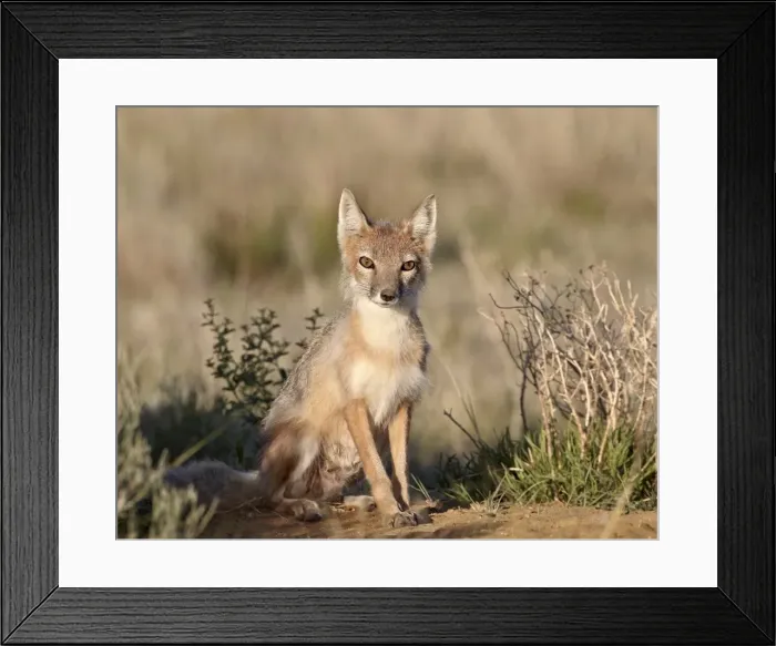 Framed Print : Swift fox (Vulpes velox) vixen at her den, Pawnee National Grassland, Colorado, United States of America, North America Framed Print : Swift fox (Vulpes velox) vixen at her den, Pawnee National Grassland, Colorado, United States of America, North America