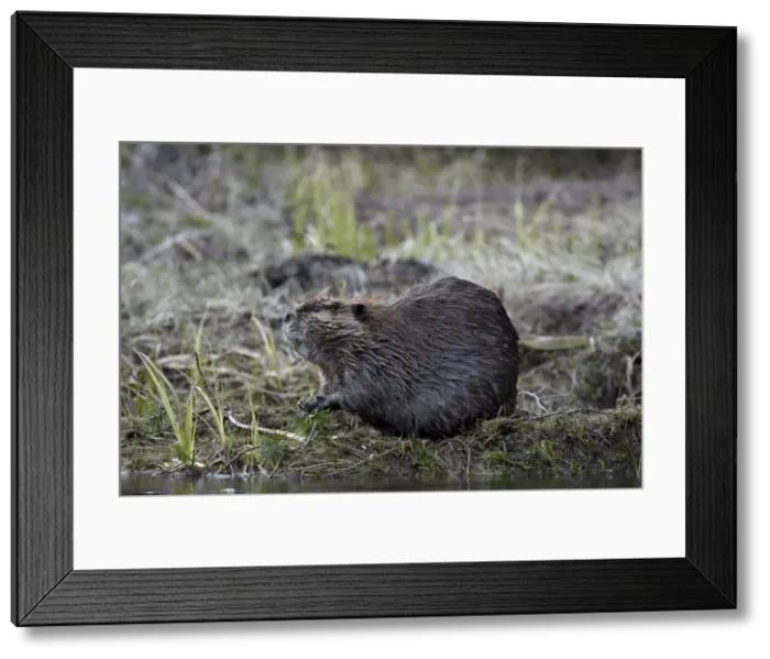 Framed Print : Beaver (Castor canadensis) eating an evergreen branch, Yellowstone National Park, Wyoming, United States of America, North America Framed Print : Beaver (Castor canadensis) eating an evergreen branch, Yellowstone National Park, Wyoming, United States of America, North America