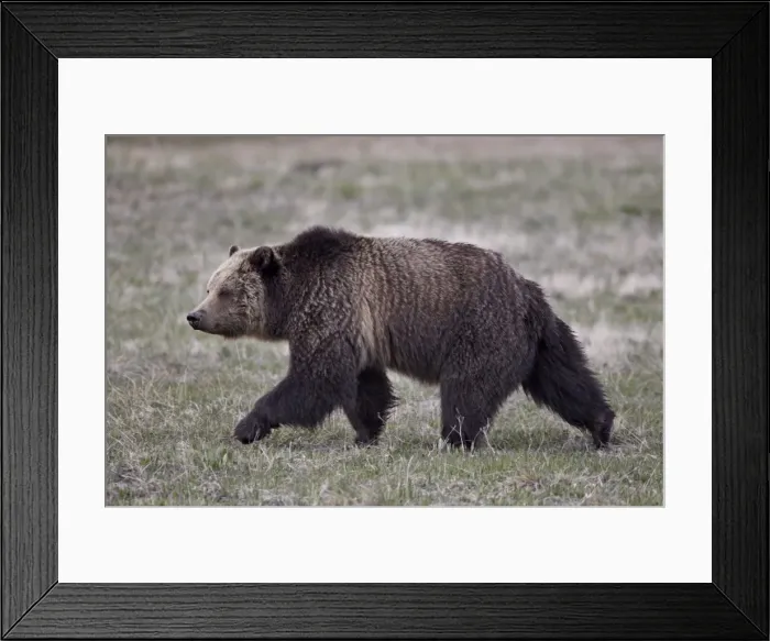Framed Print : Grizzly bear (Ursus arctos horribilis) walking, Yellowstone National Park, Wyoming, United States of America, North America Framed Print : Grizzly bear (Ursus arctos horribilis) walking, Yellowstone National Park, Wyoming, United States of America, North America