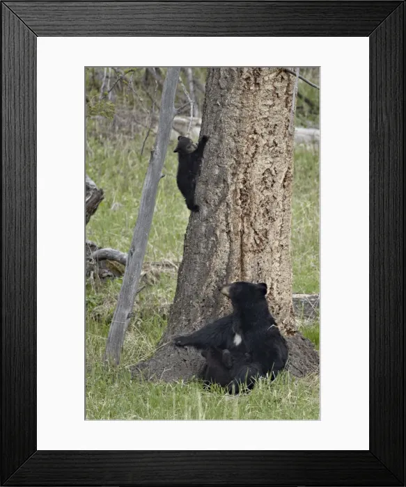 Framed Print : Black bear (Ursus americanus) sow and two cubs-of-the-year, one nursing and one coming down from a tree, Yellowstone National Park, Wyoming, United States of America, North America Framed Print : Black bear (Ursus americanus) sow and two cubs-of-the-year, one nursing and one coming down from a tree, Yellowstone National Park, Wyoming, United States of America, North America
