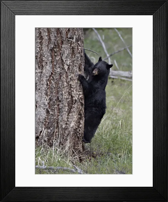Framed Print : Black bear (Ursus americanus) coming down from a tree, Yellowstone National Park, Wyoming, United States of America, North America Framed Print : Black bear (Ursus americanus) coming down from a tree, Yellowstone National Park, Wyoming, United States of America, North America