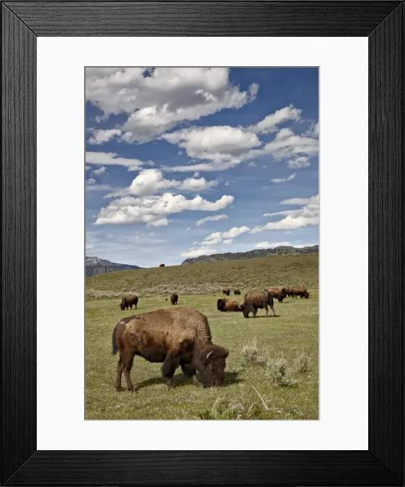 Framed Print : Bison (Bison bison) cows grazing, Yellowstone National Park, UNESCO World Heritage Site, Wyoming, United States of America, North America Framed Print : Bison (Bison bison) cows grazing, Yellowstone National Park, UNESCO World Heritage Site, Wyoming, United States of America, North America