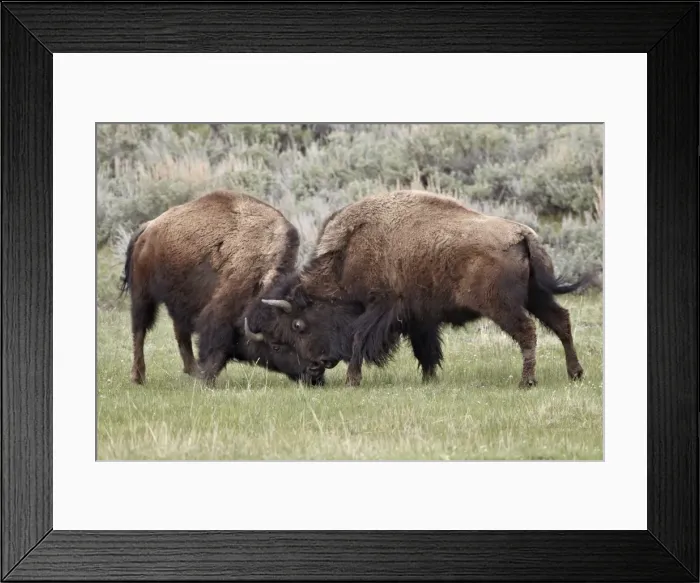 Framed Print : Bison (Bison bison) cows sparring, Yellowstone National Park, Wyoming, United States of America, North America Framed Print : Bison (Bison bison) cows sparring, Yellowstone National Park, Wyoming, United States of America, North America