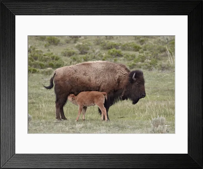 Framed Print : Bison (Bison bison) cow nursing her calf, Yellowstone National Park, Wyoming, United States of America, North America Framed Print : Bison (Bison bison) cow nursing her calf, Yellowstone National Park, Wyoming, United States of America, North America
