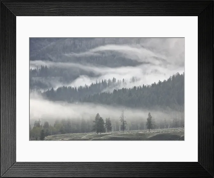 Framed Print : Fog mingling with evergreen trees, Yellowstone National Park, UNESCO World Heritage Site, Wyoming, United States of America, North America Framed Print : Fog mingling with evergreen trees, Yellowstone National Park, UNESCO World Heritage Site, Wyoming, United States of America, North America