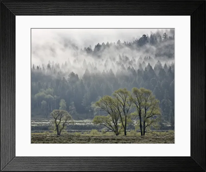 Framed Print : Fog mingling with evergreen trees with some cottonwoods, Yellowstone National Park, UNESCO World Heritage Site, Wyoming, United States of America, North America Framed Print : Fog mingling with evergreen trees with some cottonwoods, Yellowstone National Park, UNESCO World Heritage Site, Wyoming, United States of America, North America