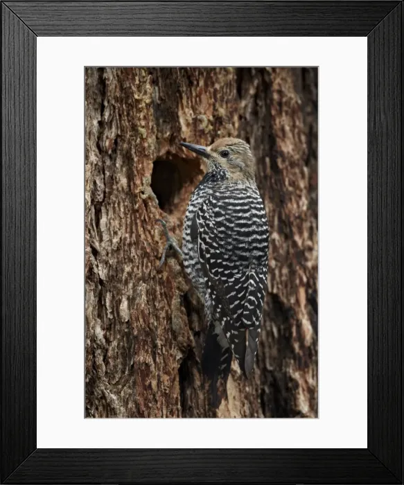 Framed Print : Female Williamsons sapsucker (Sphyrapicus thyroideus) at its nest hole, Yellowstone National Park, Wyoming, United States of America, North America Framed Print : Female Williamsons sapsucker (Sphyrapicus thyroideus) at its nest hole, Yellowstone National Park, Wyoming, United States of America, North America