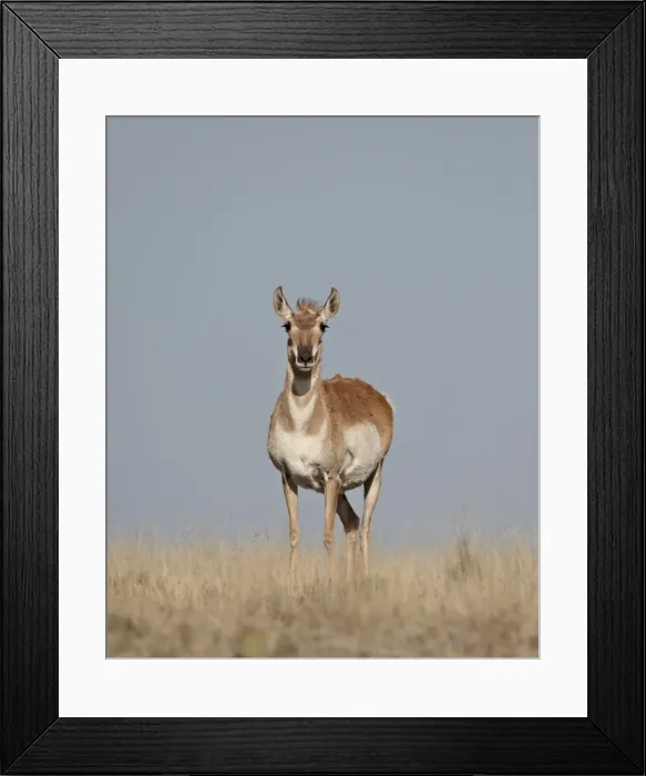 Framed Print : Female pronghorn (Antilocapra americana), Pawnee National Grassland, Colorado, United States of America, North America Framed Print : Female pronghorn (Antilocapra americana), Pawnee National Grassland, Colorado, United States of America, North America