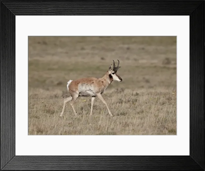 Framed Print : Male pronghorn (Antilocapra americana), Pawnee National Grassland, Colorado, United States of America, North America Framed Print : Male pronghorn (Antilocapra americana), Pawnee National Grassland, Colorado, United States of America, North America