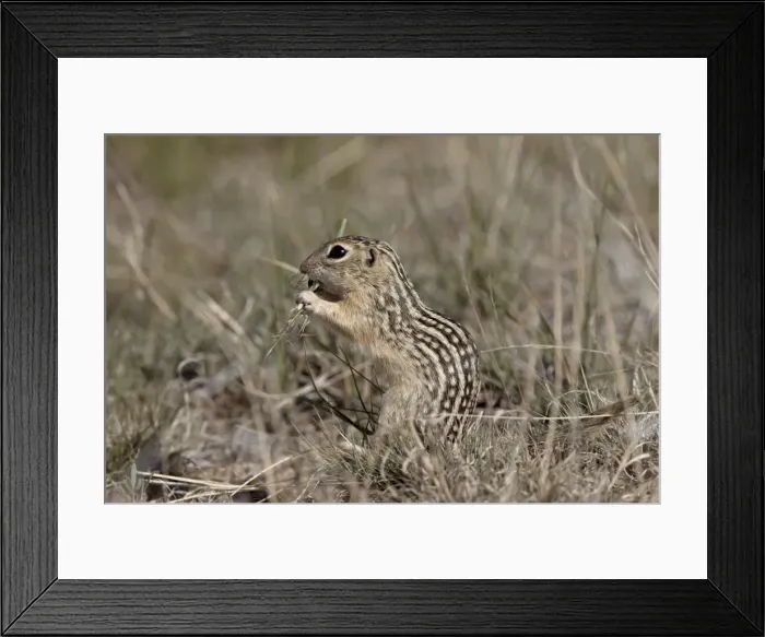 Framed Print : Thirteen-lined ground squirrel (Citellus tridecemlineatus) feeding, Pawnee National Grassland, Colorado, United States of America, North America Framed Print : Thirteen-lined ground squirrel (Citellus tridecemlineatus) feeding, Pawnee National Grassland, Colorado, United States of America, North America