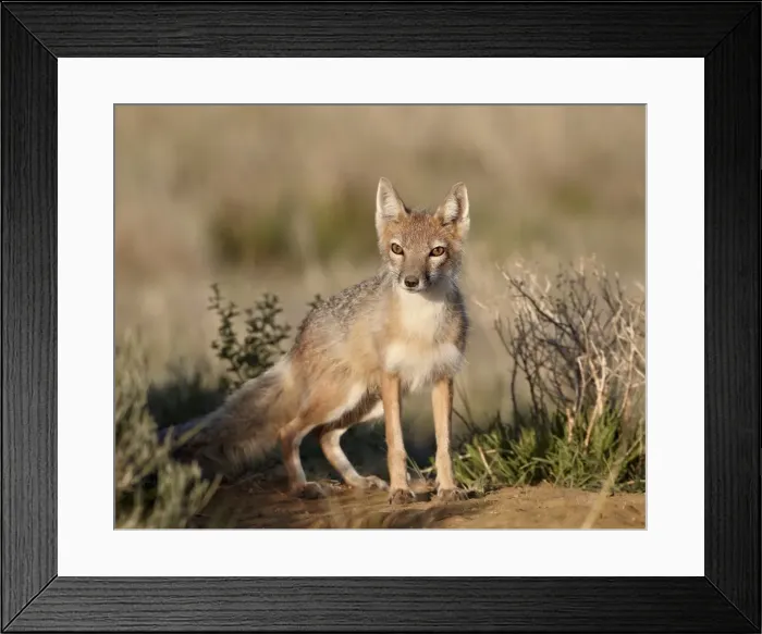 Framed Print : Swift fox (Vulpes velox), Pawnee National Grassland, Colorado, United States of America, North America Framed Print : Swift fox (Vulpes velox), Pawnee National Grassland, Colorado, United States of America, North America