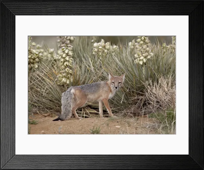 Framed Print : Swift fox (Vulpes velox) vixen at her den, Pawnee National Grassland, Colorado, United States of America, North America Framed Print : Swift fox (Vulpes velox) vixen at her den, Pawnee National Grassland, Colorado, United States of America, North America