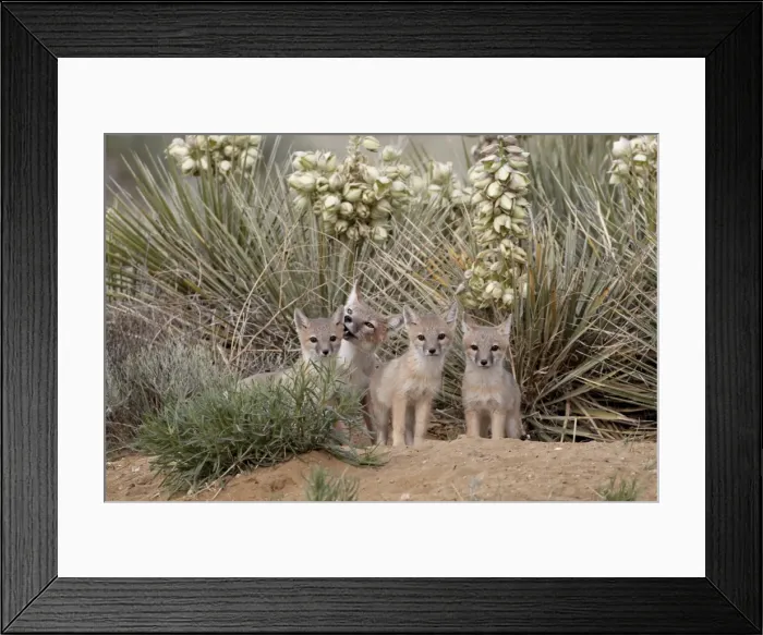 Framed Print : Swift fox (Vulpes velox) vixen and three kits at their den, Pawnee National Grassland, Colorado, United States of America, North America