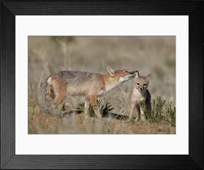 Framed Print : Swift fox (Vulpes velox) vixen grooming a kit, Pawnee National Grassland, Colorado, United States of America, North America Framed Print : Swift fox (Vulpes velox) vixen grooming a kit, Pawnee National Grassland, Colorado, United States of America, North America