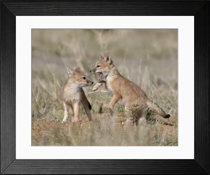 Framed Print : Swift fox (Vulpes velox) kits playing, Pawnee National Grassland, Colorado, United States of America, North America Framed Print : Swift fox (Vulpes velox) kits playing, Pawnee National Grassland, Colorado, United States of America, North America