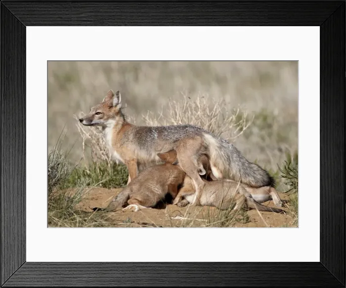 Framed Print : Swift fox (Vulpes velox) vixen nursing her four kits at their den, Pawnee National Grassland, Colorado, United States of America, North America Framed Print : Swift fox (Vulpes velox) vixen nursing her four kits at their den, Pawnee National Grassland, Colorado, United States of America, North America