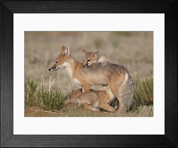 Framed Print : Swift fox (Vulpes velox) vixen nursing three kits, Pawnee National Grassland, Colorado, United States of America, North America Framed Print : Swift fox (Vulpes velox) vixen nursing three kits, Pawnee National Grassland, Colorado, United States of America, North America