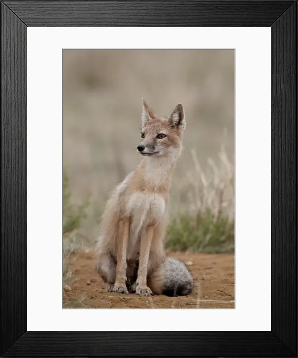 Framed Print : Swift fox (Vulpes velox), Pawnee National Grassland, Colorado, United States of America, North America Framed Print : Swift fox (Vulpes velox), Pawnee National Grassland, Colorado, United States of America, North America