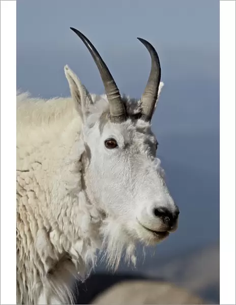 Mountain goat (Oreamnos americanus) nanny, Mount Evans, Arapaho-Roosevelt National Forest, Colorado, United States of America, North America