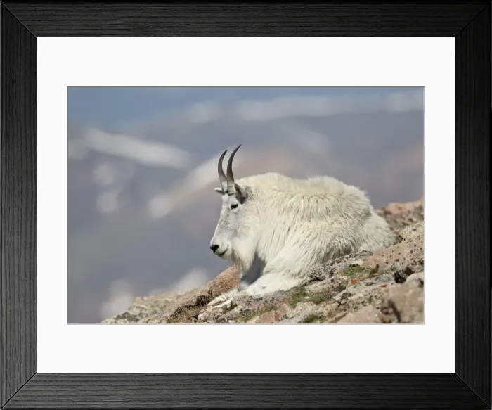 Framed Print : Mountain goat (Oreamnos americanus) nanny resting, Mount Evans, Arapaho-Roosevelt National Forest, Colorado, United States of America, North America Framed Print : Mountain goat (Oreamnos americanus) nanny resting, Mount Evans, Arapaho-Roosevelt National Forest, Colorado, United States of America, North America