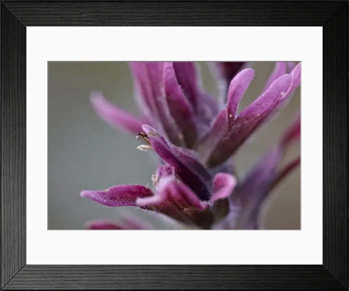 Framed Print : Rosy paintbrush (Castilleja rhexifolia), Gunnison National Forest, Colorado, United States of America, North America Framed Print : Rosy paintbrush (Castilleja rhexifolia), Gunnison National Forest, Colorado, United States of America, North America