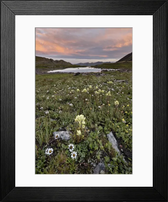 Framed Print : Orange clouds at sunrise with cutleaf daisy (dwarf mountain fleabane) (gold buttons) (Erigeron compositus) and sulphur paintbrush (Castilleja sulphurea), San Juan National Forest, Colorado, United States of America, North America