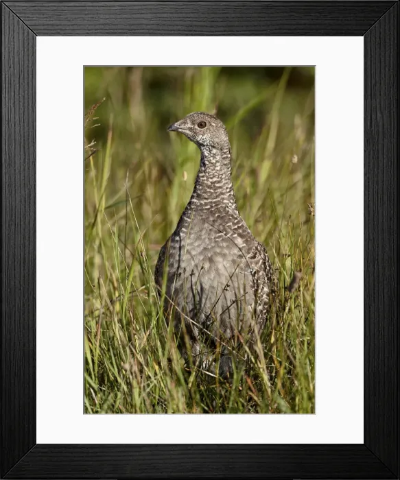 Framed Print : Dusky grouse (blue grouse) (Dendragapus obscurus) hen, Glacier National Park, Montana, United States of America, North America Framed Print : Dusky grouse (blue grouse) (Dendragapus obscurus) hen, Glacier National Park, Montana, United States of America, North America