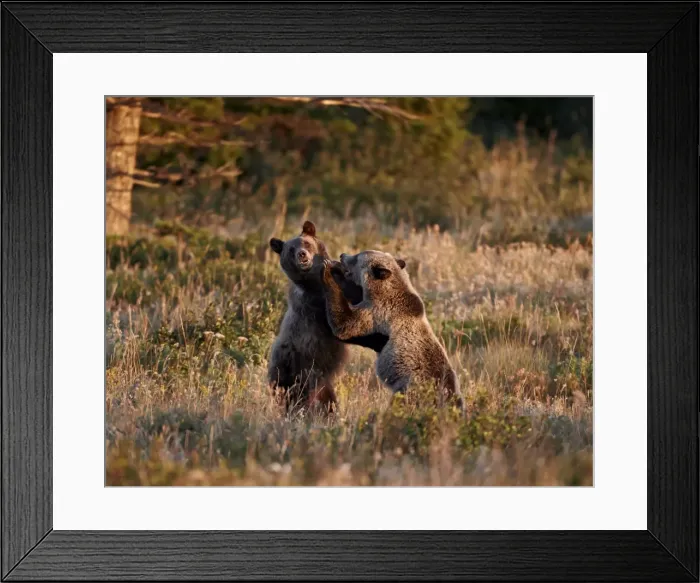 Framed Print : Two sub-adult grizzly bears (Ursus arctos horribilis), Glacier National Park, Montana, United States of America, North America Framed Print : Two sub-adult grizzly bears (Ursus arctos horribilis), Glacier National Park, Montana, United States of America, North America