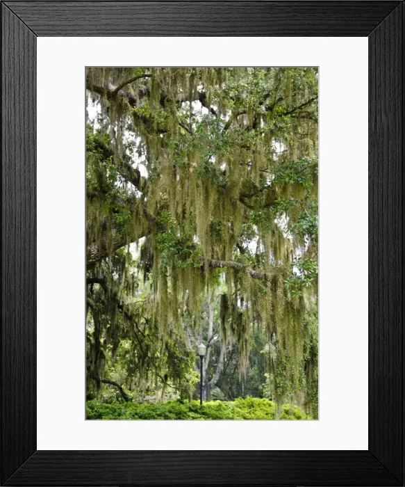 Framed Print : Spanish moss, Orlando, Florida, United States of America, North America Framed Print : Spanish moss, Orlando, Florida, United States of America, North America