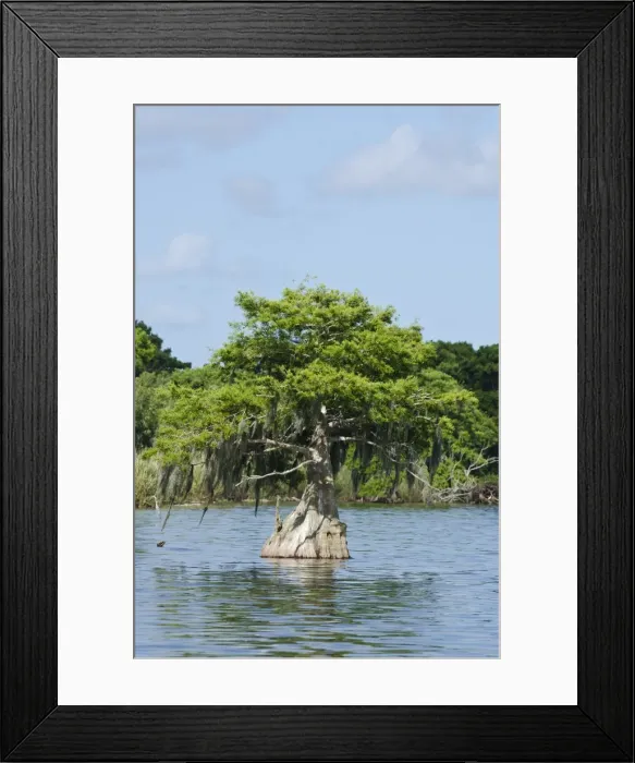 Framed Print : Young cyprus tree, Everglades, UNESCO World Heritage Site, Florida, United States of America, North America Framed Print : Young cyprus tree, Everglades, UNESCO World Heritage Site, Florida, United States of America, North America