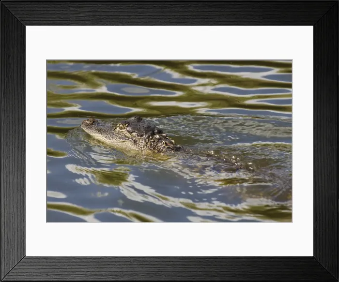 Framed Print : American alligator (Alligator mississippiensis), Everglades, UNESCO World Heritage Site, Florida, United States of America, North America Framed Print : American alligator (Alligator mississippiensis), Everglades, UNESCO World Heritage Site, Florida, United States of America, North America