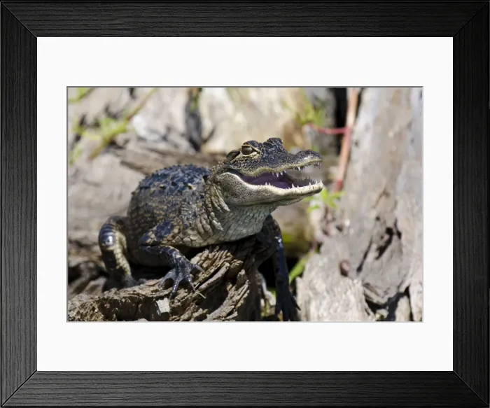 Framed Print : American alligator (Alligator mississippiensis), Everglades, UNESCO World Heritage Site, Florida, United States of America, North America Framed Print : American alligator (Alligator mississippiensis), Everglades, UNESCO World Heritage Site, Florida, United States of America, North America