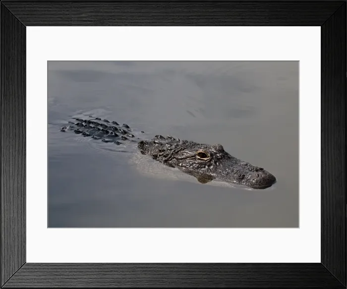 Framed Print : American alligator (Alligator mississippiensis), Everglades, UNESCO World Heritage Site, Florida, United States of America, North America Framed Print : American alligator (Alligator mississippiensis), Everglades, UNESCO World Heritage Site, Florida, United States of America, North America