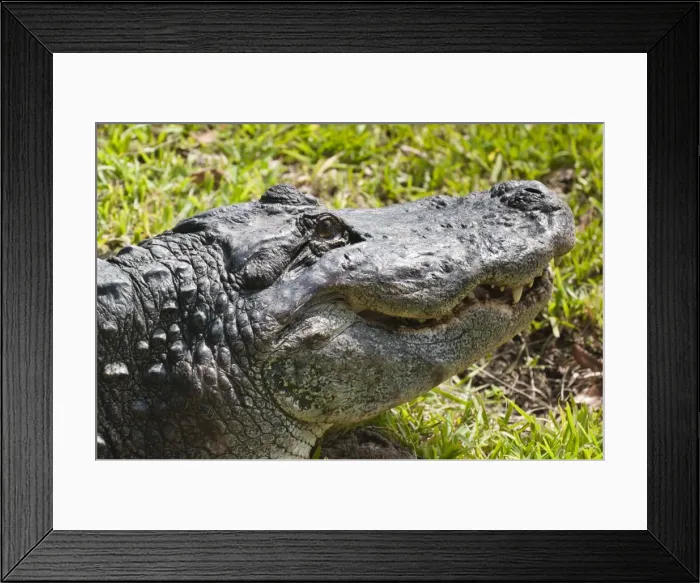 Framed Print : American alligator (Alligator mississippiensis), Everglades, UNESCO World Heritage Site, Florida, United States of America, North America Framed Print : American alligator (Alligator mississippiensis), Everglades, UNESCO World Heritage Site, Florida, United States of America, North America