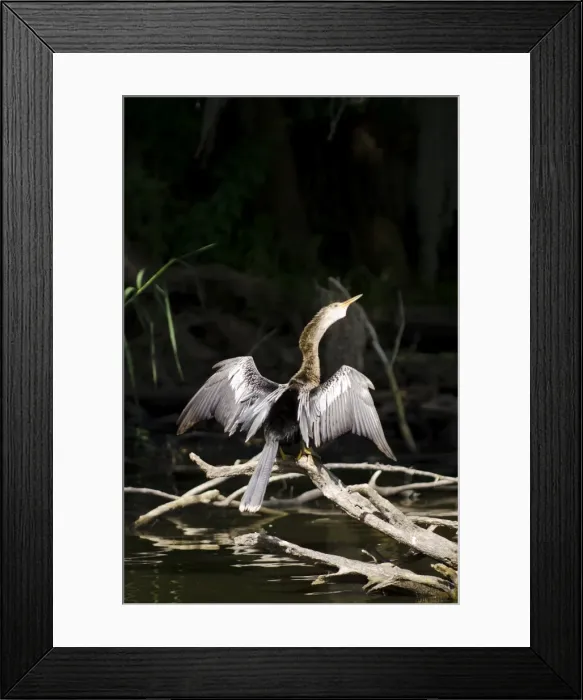 Framed Print : Anhinga (Anhinga anhinga), Everglades, UNESCO World Heritage Site, Florida, United States of America, North America Framed Print : Anhinga (Anhinga anhinga), Everglades, UNESCO World Heritage Site, Florida, United States of America, North America