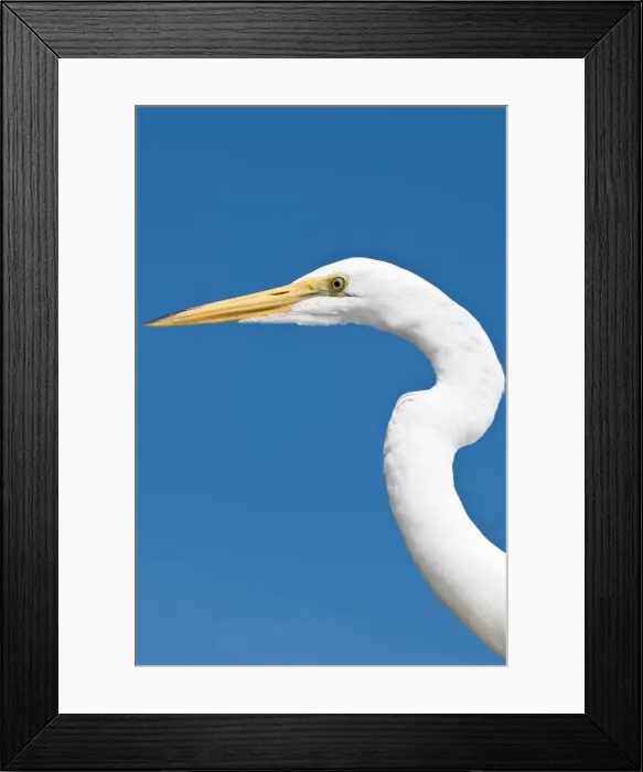 Framed Print : Great egret (Ardea alba), Everglades, Florida, United States of America, North America Framed Print : Great egret (Ardea alba), Everglades, Florida, United States of America, North America