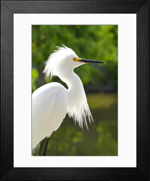 Framed Print : Snowy egret (Egretta thula), Everglades, Florida, United States of America, North America Framed Print : Snowy egret (Egretta thula), Everglades, Florida, United States of America, North America