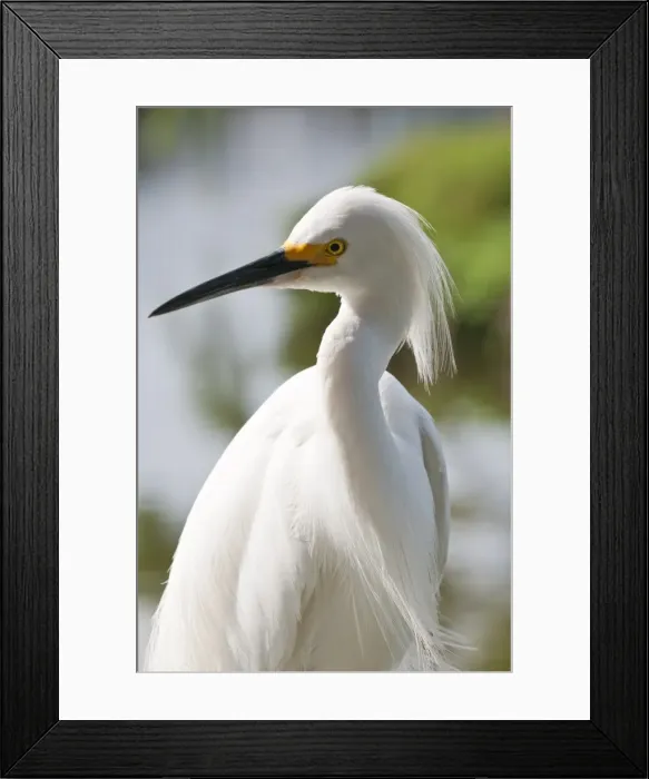 Framed Print : Snowy egret (Egretta thula), Everglades, Florida, United States of America, North America Framed Print : Snowy egret (Egretta thula), Everglades, Florida, United States of America, North America