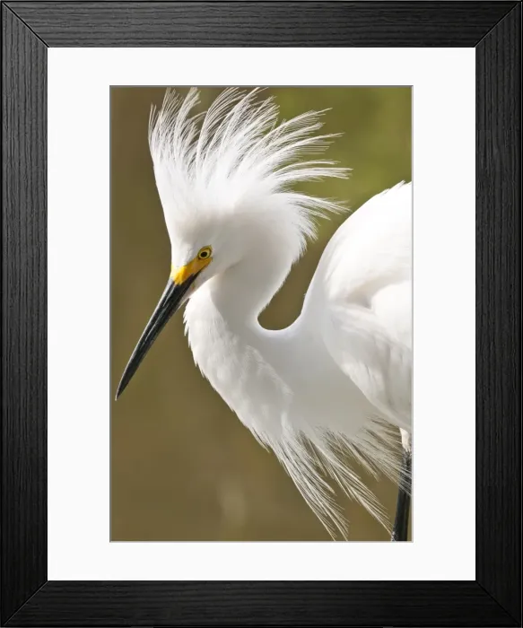 Framed Print : Snowy egret (Egretta thula), Everglades, Florida, United States of America, North America Framed Print : Snowy egret (Egretta thula), Everglades, Florida, United States of America, North America