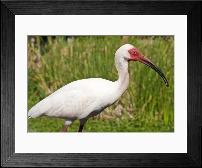 Framed Print : White ibis (Eudocimus albus), Everglades, Florida, United States of America, North America Framed Print : White ibis (Eudocimus albus), Everglades, Florida, United States of America, North America