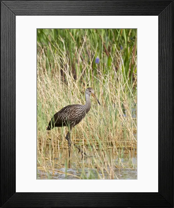 Framed Print : Limpkin (Aramus guarauna), Everglades, Florida, United States of America, North America Framed Print : Limpkin (Aramus guarauna), Everglades, Florida, United States of America, North America