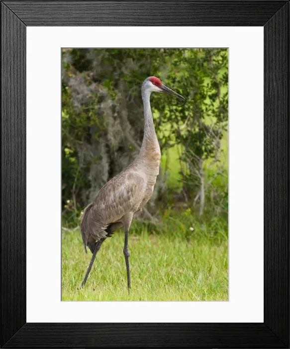Framed Print : Sandhill crane (Grus canadensis), Everglades, Florida, United States of America, North America Framed Print : Sandhill crane (Grus canadensis), Everglades, Florida, United States of America, North America